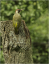 Adult Green Woodpecker